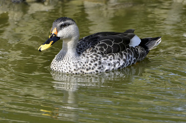 Anas poecilorhyncha / Canard à bec tacheté