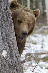 Ursus arctos horribilis / Ours brun / Grizzly