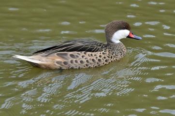 Anas bahamensis / Canard pilet des Bahamas