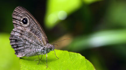 Butterfly, Butterflies feed on green leaf, Eastern Five-ring ( Ypthima similis )