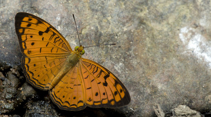 Butterfly, Butterflies feed on the rocks, Small Leopard ( Phalanta alcippe )