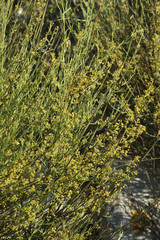 Osyris alba / Osyris blanc