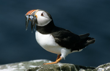 Fratercula arctica / Macareux moine / Puffin