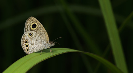Butterfly, Butterflies feed on green leaf, Common Four-ring ( Yphtima huebneri )