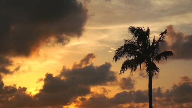 Silhouette of palm tree blowing in the wind in front of a dramatic sunset sky in Key West, Florida
