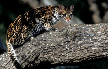 Leopardus pardalis / Ocelot