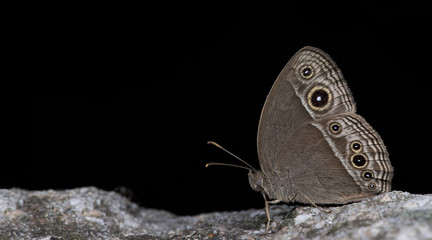 Obraz premium Butterfly, Butterflies feed on the rocks, Intermedia Bushbrown ( Mycalesis intermedia )