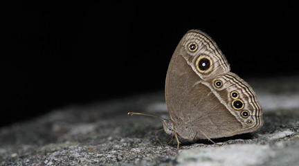 Butterfly, Butterflies feed on the rocks,  Intermedia Bushbrown ( Mycalesis intermedia )