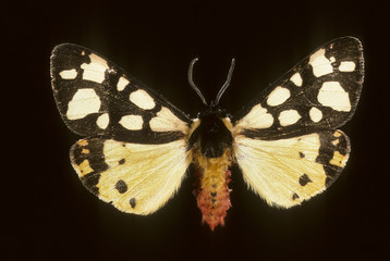 Arctia villica / Ecaille fermière