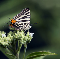 Obraz premium Butterfly, Butterflies feed on the flower, Club Silverline ( Spindasis syama )
