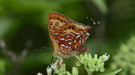 Butterfly, Butterflies feed on the flower, Aberrant Silverline ( Cigaritis vixinga )