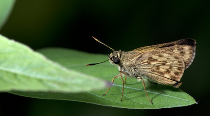 Butterfly, Butterflies feed on green leaf, Burmese Brush Ace  ( Onryza meiktila )