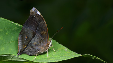 Obraz na płótnie Canvas Butterfly, Butterflies feed on green leaf, Autumn Leaf ; Doleschallia bisaltide