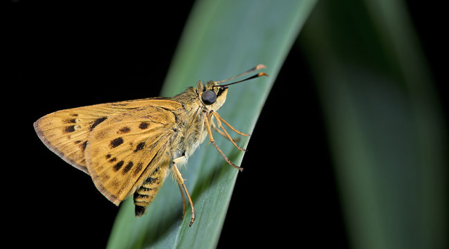 Butterfly, Butterflies feed on sand, Golden Ace ( Thoressa masoni )