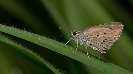 Butterfly, Butterflies feed on green leaf, Indian Palm Bob ( Suastus gremius gremius )