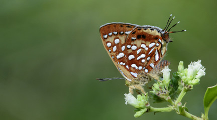 Fototapeta na wymiar Butterfly, Butterflies feed on the flower, Aberrant Silverline ( Cigaritis vixinga )