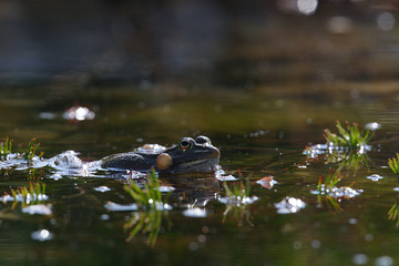 Rana esculenta / Grenouille verte