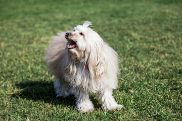 Toy Poodle Dog Portrait in the Park