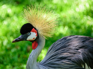 The grey crowned crane on the background of green grass in Iguacu National Park of the worlds largest and most impressive waterfalls, Foz de Iguacu, Parana State, Brazil