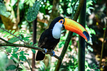 The Toco Toucan sitting on the branch of the tree in Iguacu National Park of the Iguazu Falls, one of the worlds largest and most impressive waterfalls, Foz de Iguacu, Parana State, Brazil