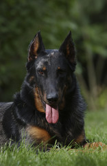 Chien / Race : Beauceron