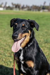 Beauceron with Australian Shepherd Dog Portrait in Park