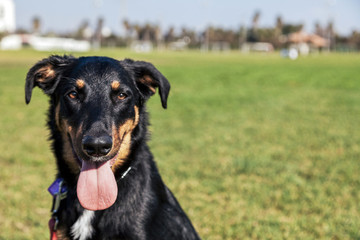 Beauceron with Australian Shepherd Dog Portrait in Park