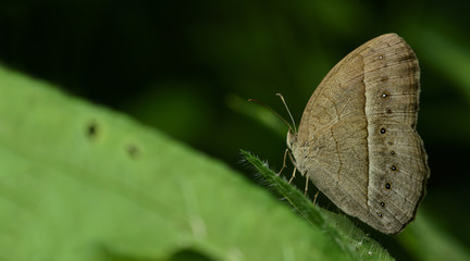 Butterfly, Butterflies feed on green leaf, Burmese Bushbrown ( Mycalesis perseoides )