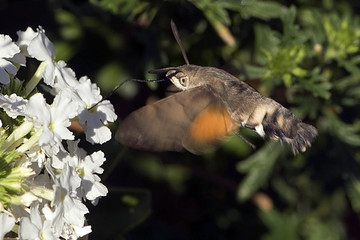 Macroglossum stellatarum / Moro sphinx