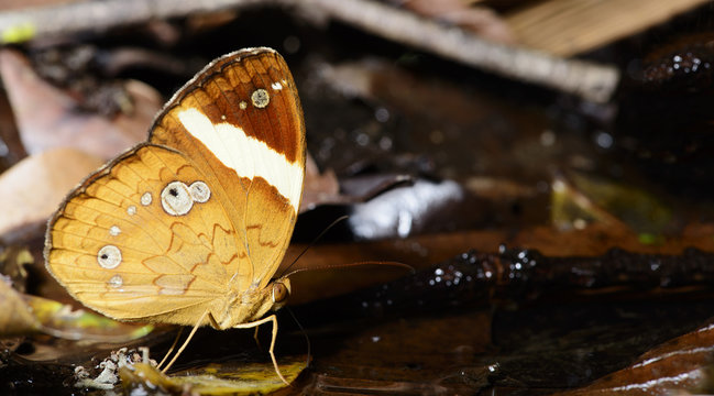 Butterfly, Butterflies feed on yellow leaf, Pan ( Xanthotaenia busiris )