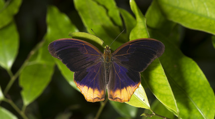 Butterfly, Butterflies feed on green leaf, Royal Assyrian ( Terinos terpander )