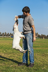 Bull Terrier Playing in the Park
