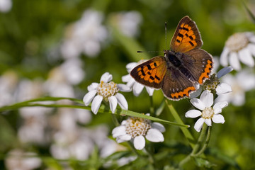 Lycaena phlaeas / Argus bronzé / Cuivré commun