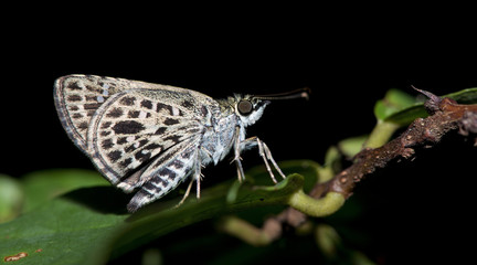 Butterfly, Butterflies feed on green leaf, Silver-breast Ace ( Sovia albipecta )