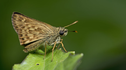 Butterfly, Butterflies feed on green leaf, Siamese Brush Ace ( O