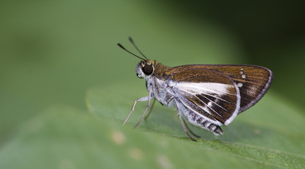 Butterfly, Butterflies feed on green leaf, Watson's Wight ( Iton watsonii )