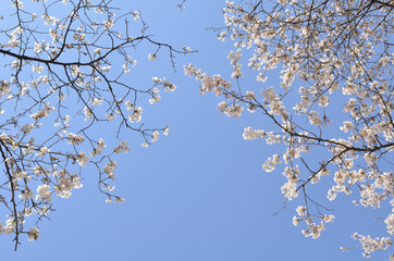 満開の桜