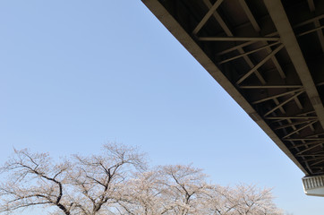 青空とサクラの花