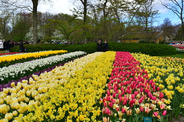 Obraz premium キューケンホフ公園