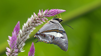 Butterfly, Butterflies feed on the flower, Blue Nawab ( Polyura schreiber )