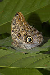Caligo beltrao / Papillon hibou