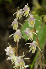 Epipogium aphyllum / Epipogium sans feuilles