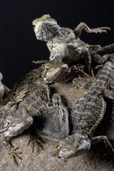 Pogona vitticeps / Agame Barbu