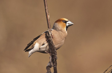 Coccothraustes coccothraustes / Grosbec casse noyaux