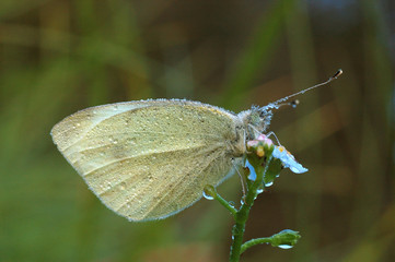 Pieris rapae / Piéride de la rave / Petit blanc du chou