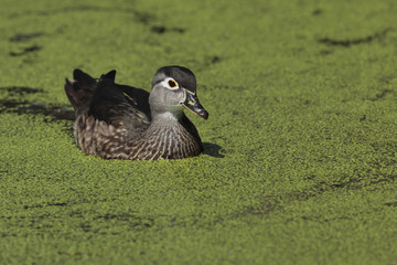 Aix sponsa / Canard carolin