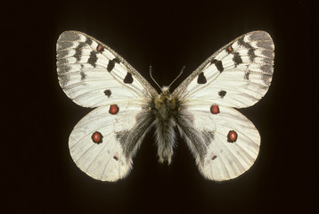 Parnassius phoebus / Petit apollon