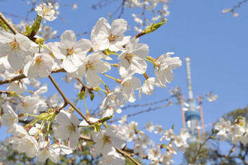 満開の桜
