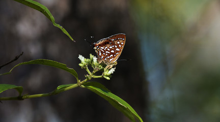 Fototapeta premium Butterfly, Butterflies feed on the flower, Aberrant Silverline ( Cigaritis vixinga )