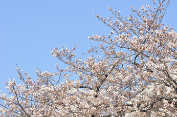 満開の桜